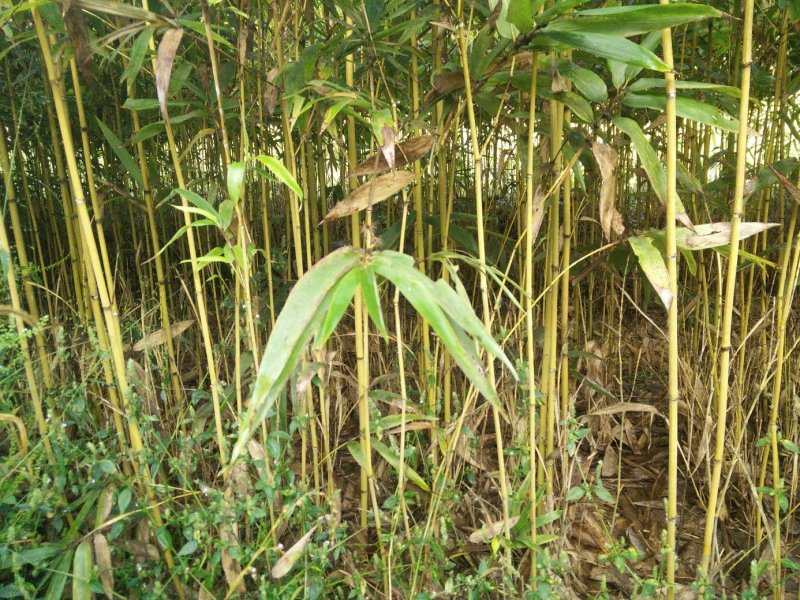 毛竹，楠竹，毛竹实生苗，福建毛竹苗，