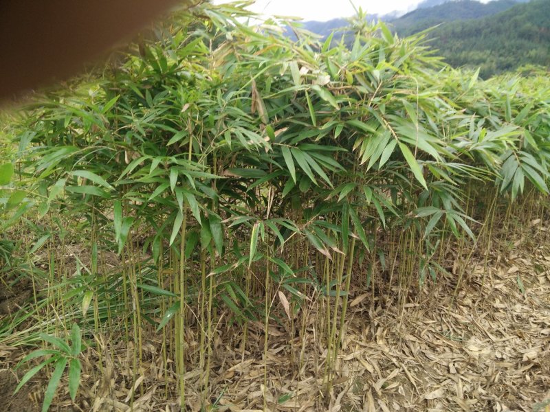 毛竹，楠竹，毛竹实生苗，福建毛竹苗，