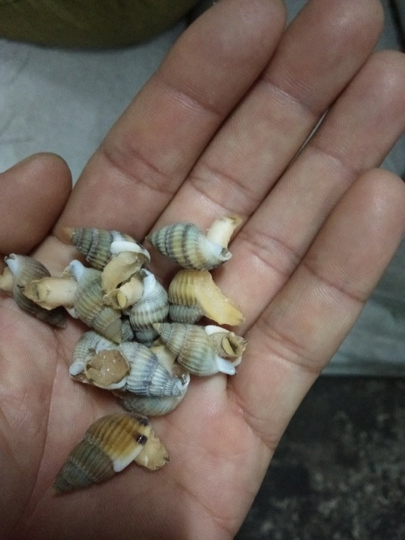 海锥现货中号吐完沙子冻品一吨