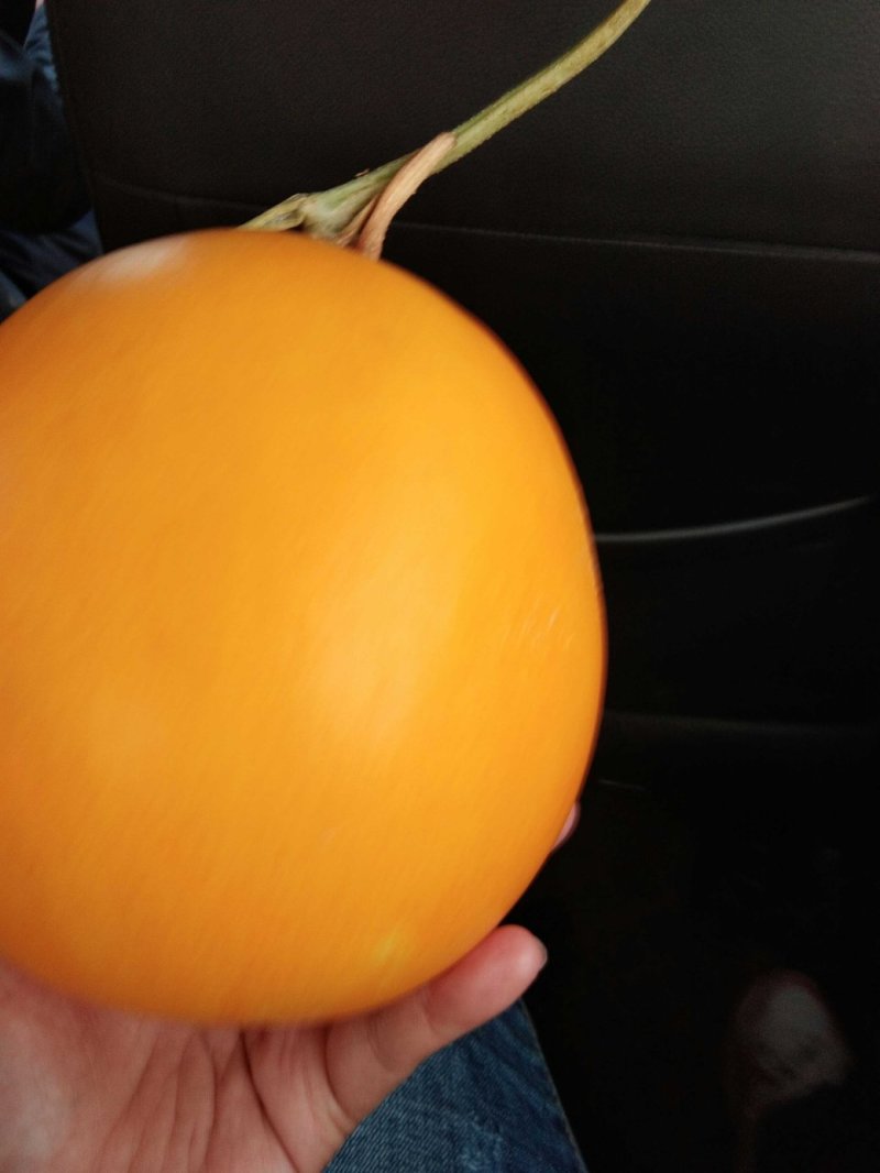 缅甸进口甜瓜黄河蜜