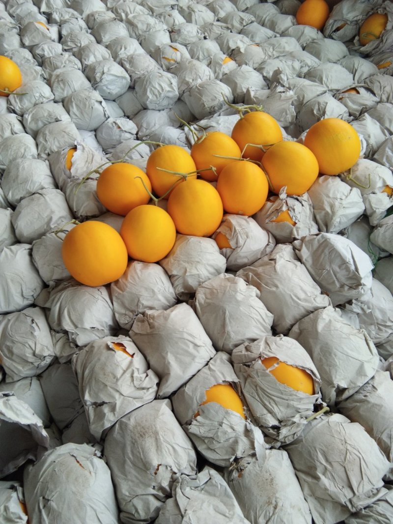 缅甸进口甜瓜黄河蜜