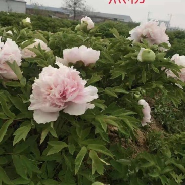 牡丹花