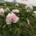 牡丹花