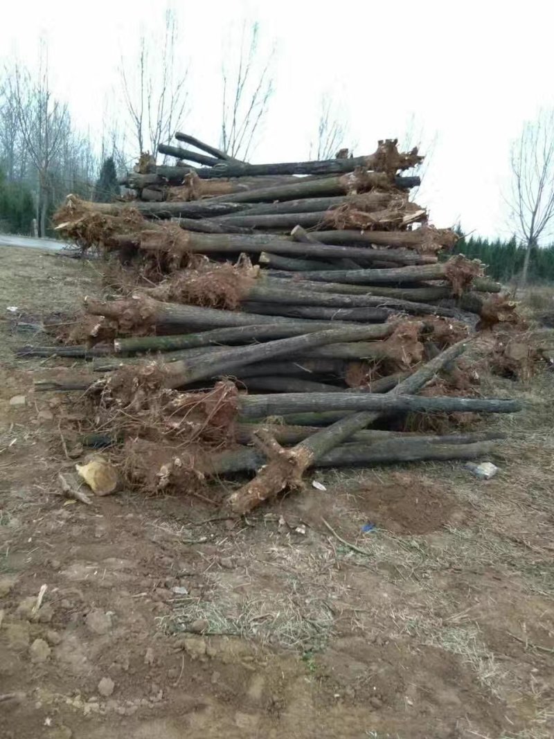 刺槐小苗，3-15公分刺槐树精品刺槐树，占地刺槐树