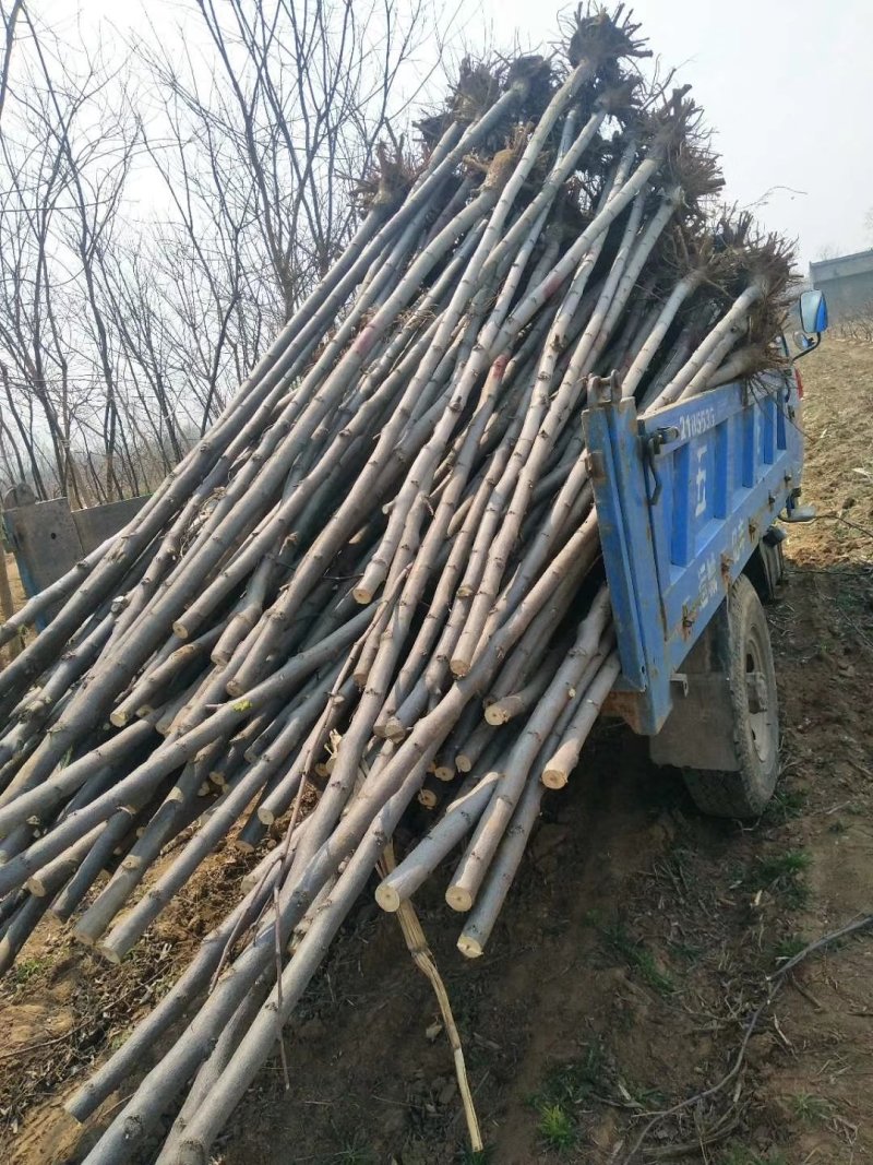刺槐小苗，3-15公分刺槐树精品刺槐树，占地刺槐树