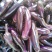 云南蔬菜，精品广茄，茄子，红茄孑，产区直发，