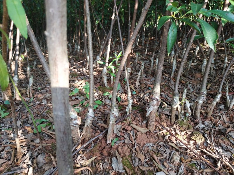 大量出售优质晚熟脆红李子苗，一手货源，品质保证，良心商家