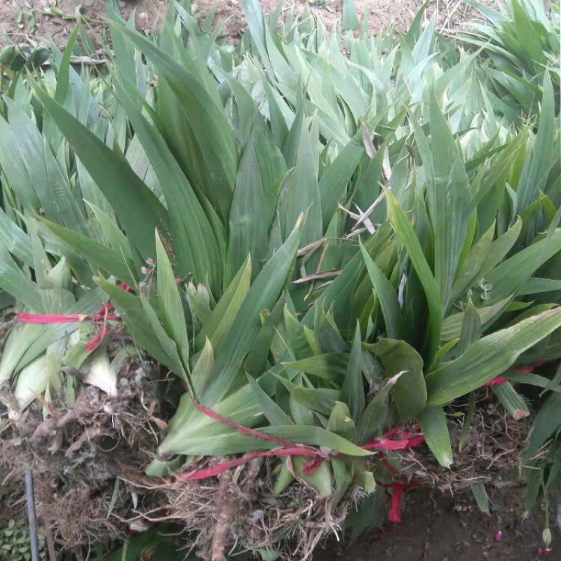 庭院绿化苗鸢尾苗蝴蝶兰苗蓝花鸢尾苗盆栽地栽花卉植物绿植