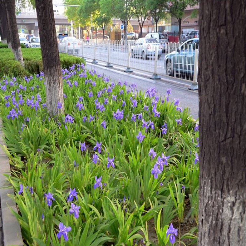 庭院绿化苗鸢尾苗蝴蝶兰苗蓝花鸢尾苗盆栽地栽花卉植物绿植