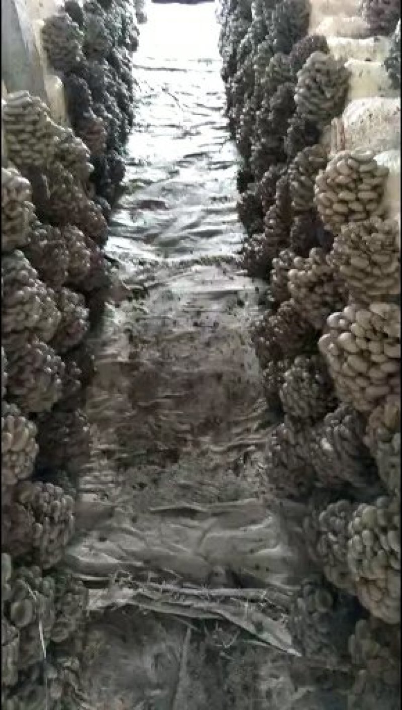 黑平菇平菇菌棒长期供应