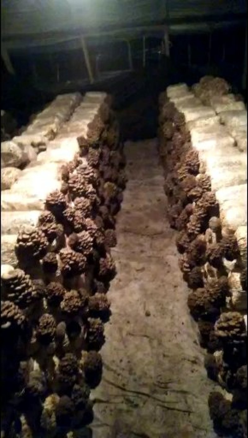 鲜平菇厚3~5cm浅灰色