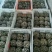 鲜平菇厚3~5cm浅灰色