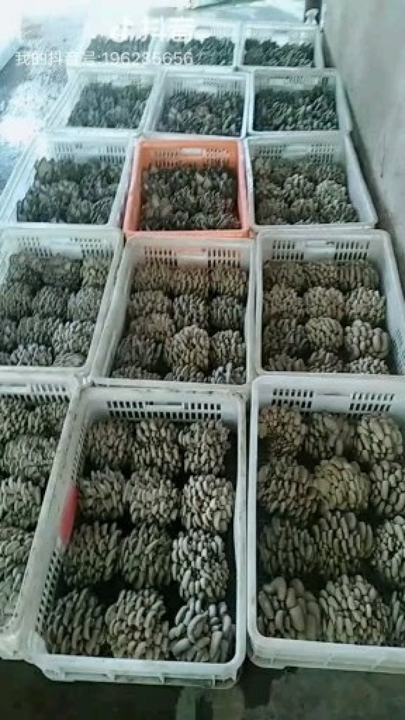 鲜平菇厚3~5cm浅灰色