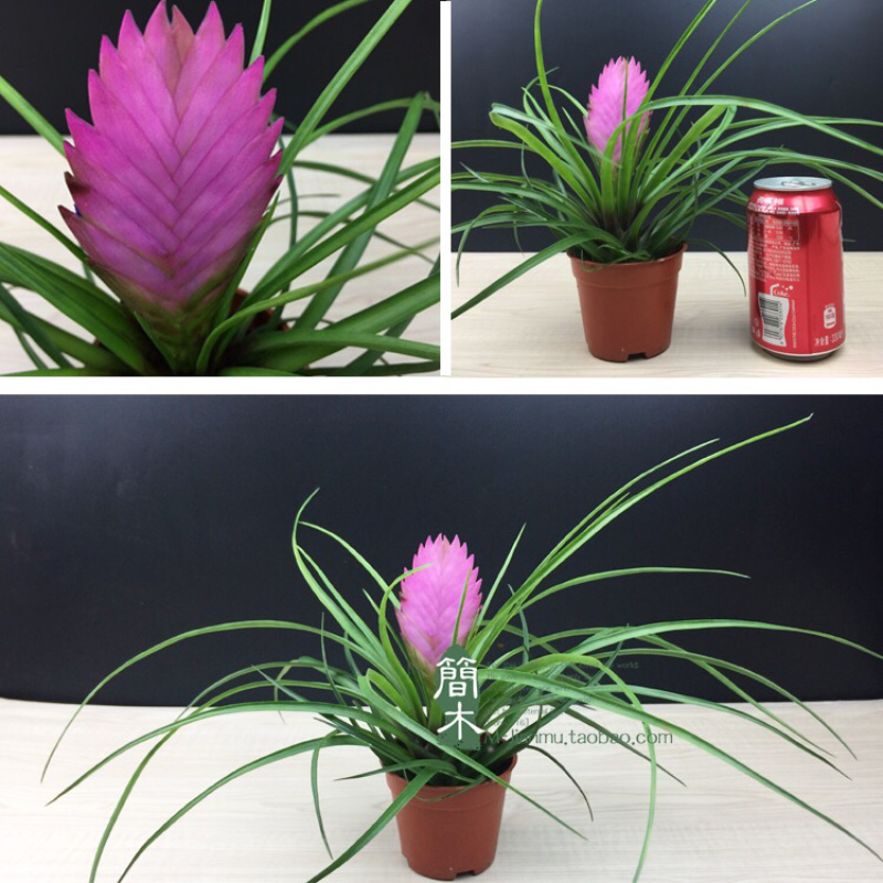 开花植物迷你凤梨铁兰室内盆栽花卉盆景植物桌面小盆栽