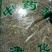 龙须草正品野生水通草灯花水龙草野席草包邮