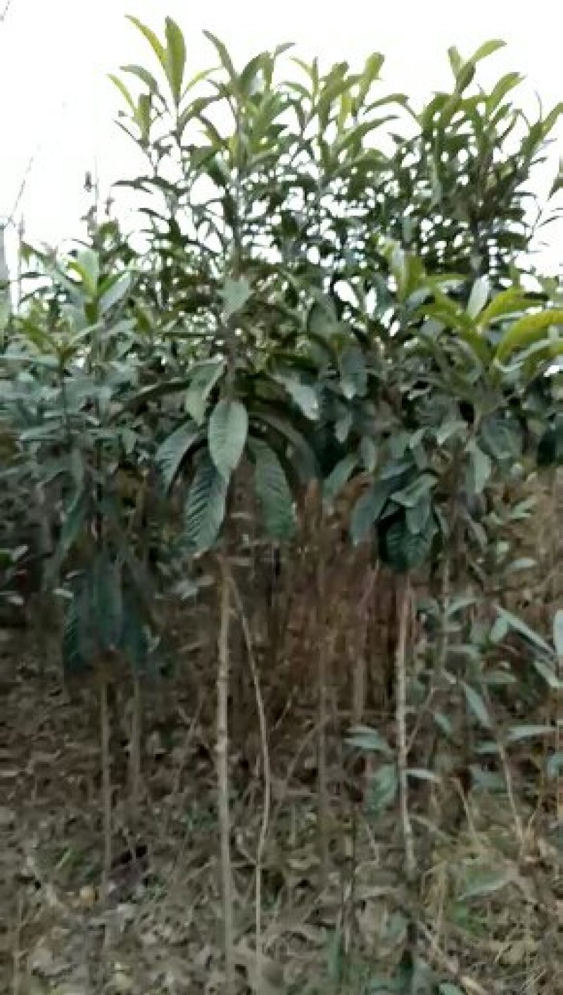 枇杷树苗枇杷树苗规格1---6公分