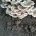 仿野生平菇，脆菌，雪菌