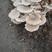 仿野生平菇，脆菌，雪菌