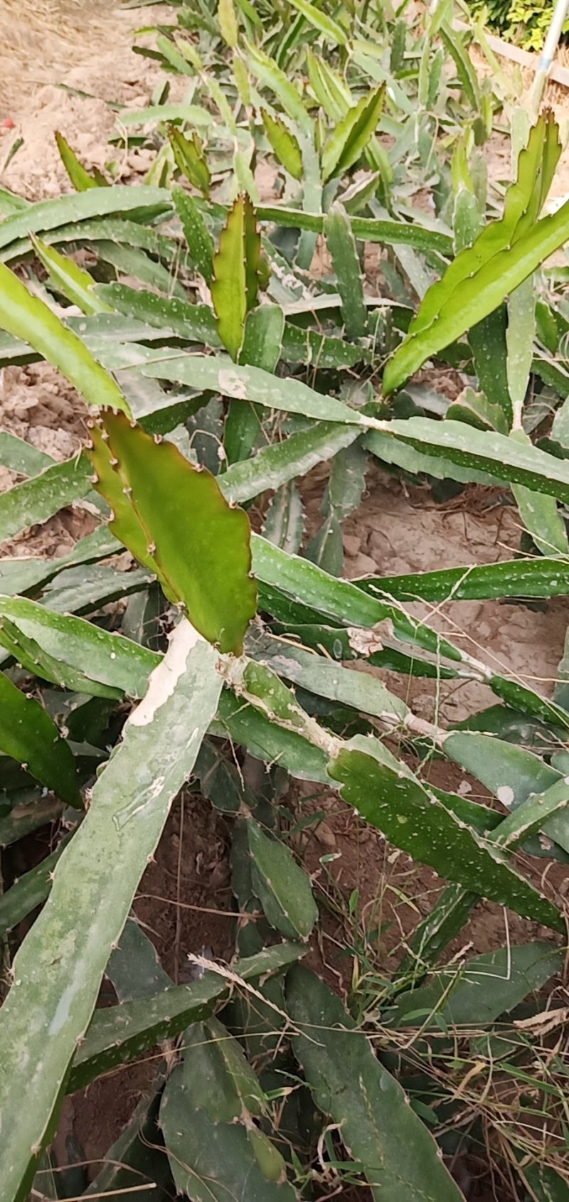 火龙果苗