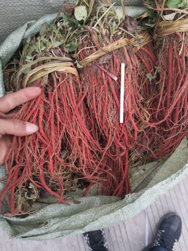 优质改良航天丹参苗丹参丹参苗免费提供种植技术