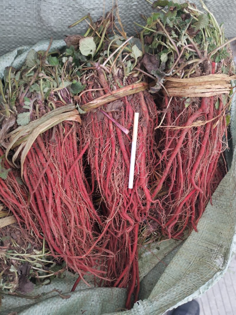 优质改良航天丹参苗丹参丹参苗免费提供种植技术