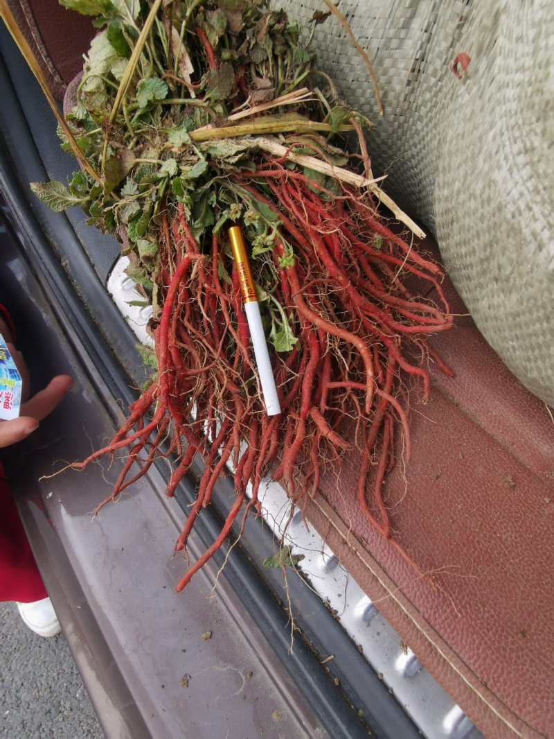 优质改良航天丹参苗丹参丹参苗免费提供种植技术