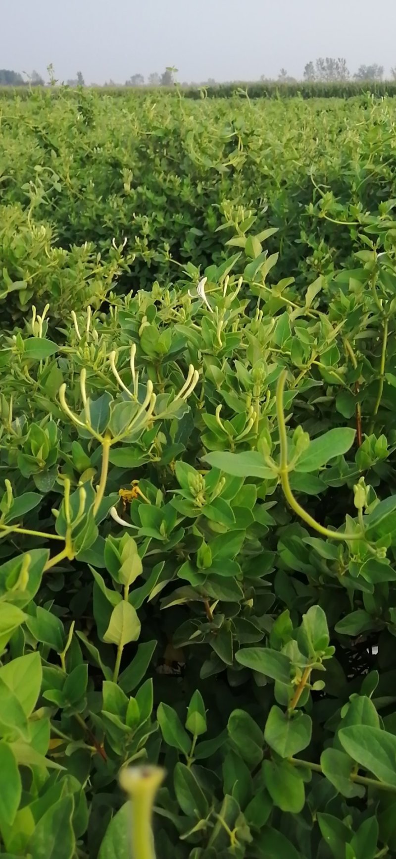 封丘正宗树型四季花烘干机筛选机研发中心河南金银花苗