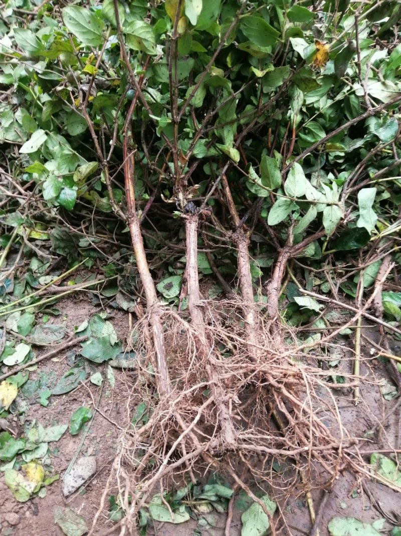 封丘正宗树型四季花烘干机筛选机研发中心河南金银花苗