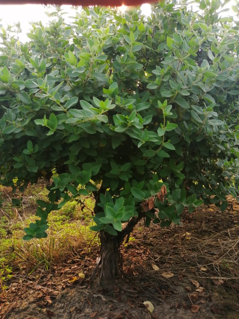 封丘正宗树型四季花烘干机筛选机研发中心河南金银花苗