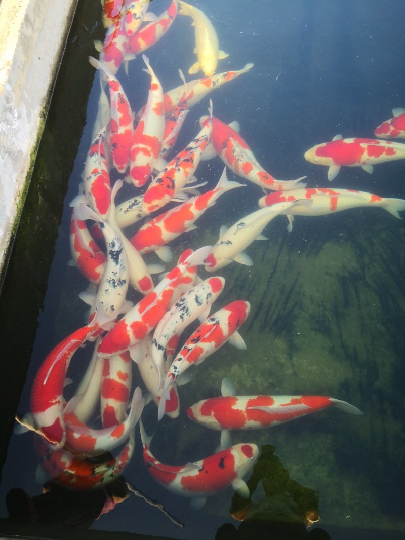 大锦鲤