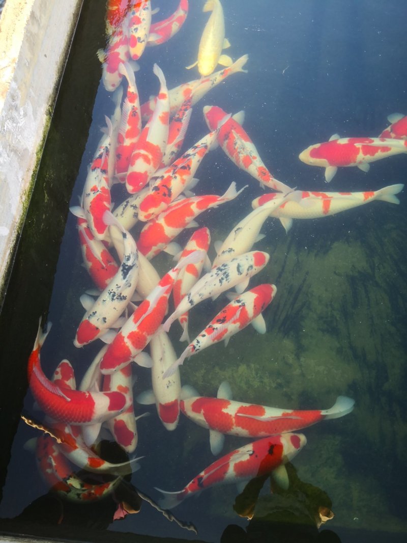 大锦鲤