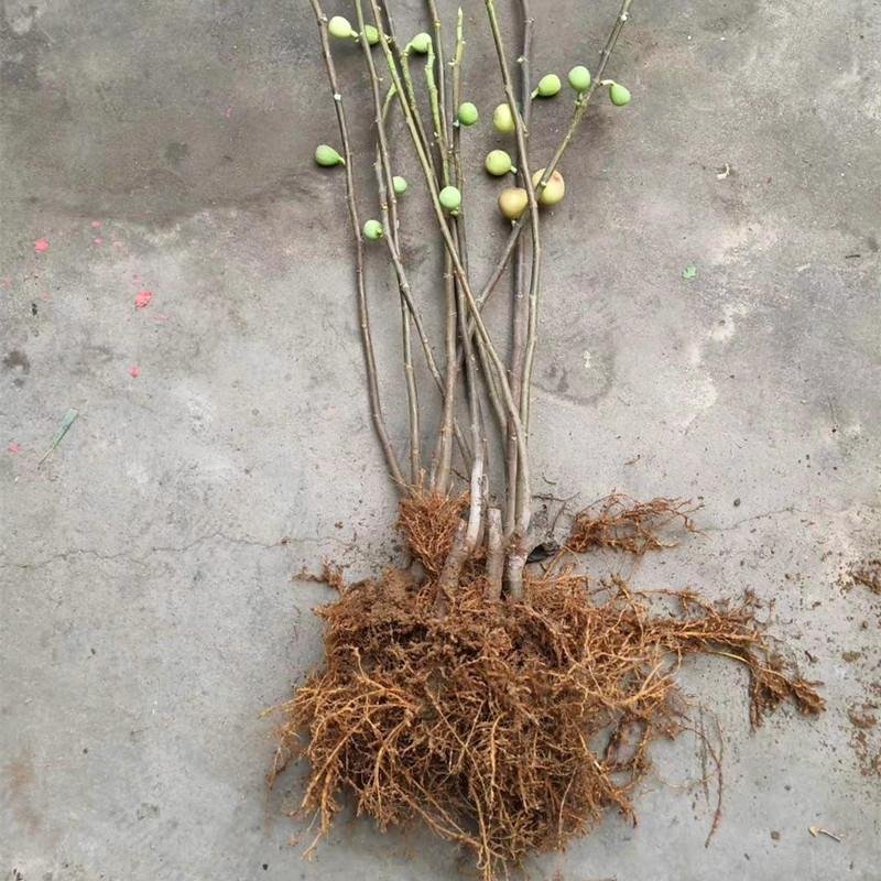 无花果苗波姬红芭劳奈金傲芬早黄品种保证