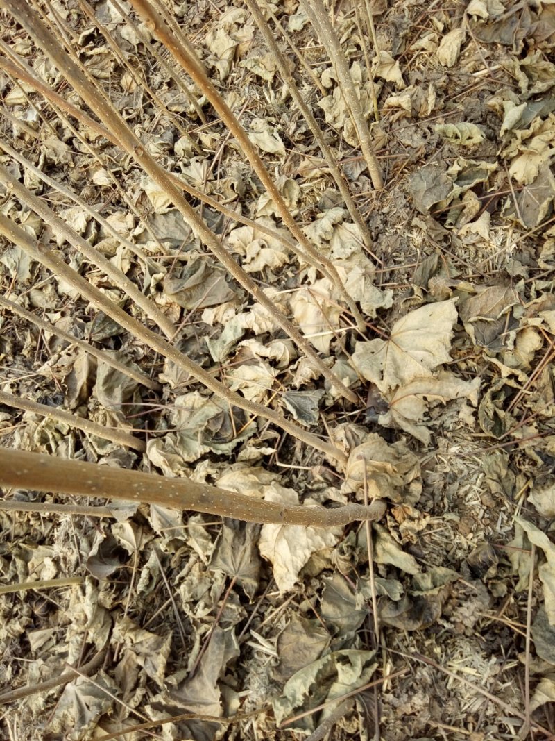 梓树苗占地苗