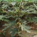 无花果苗波姬红芭劳奈金傲芬早黄品种保证