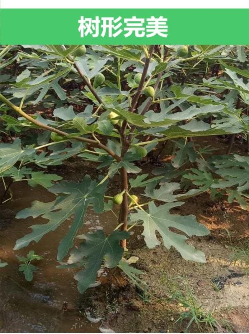无花果苗波姬红芭劳奈金傲芬早黄品种保证