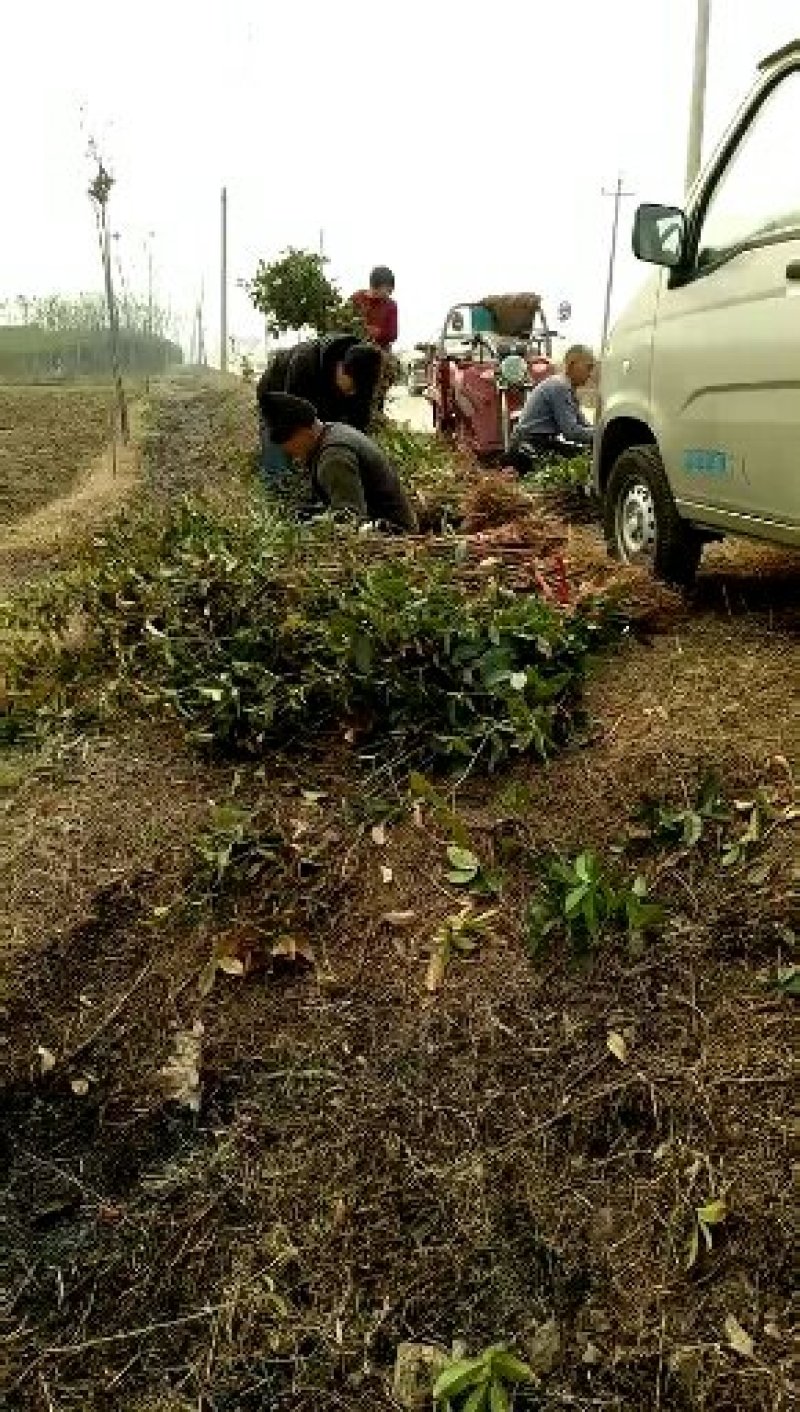 桂花苗1.5米以上径直货量大全国各地发货
