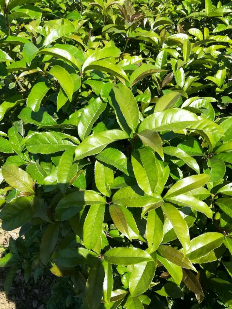 桂花苗1.5米以上径直货量大全国各地发货