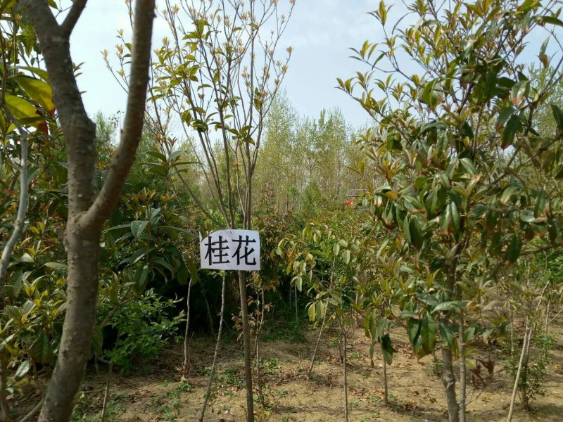桂花苗1.5米以上径直货量大全国各地发货