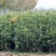 桂花苗1.5米以上径直货量大全国各地发货