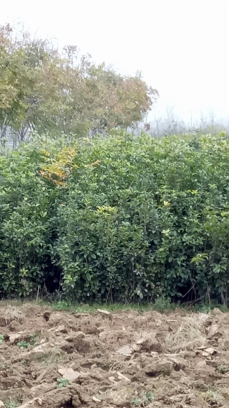 桂花苗1.5米以上径直货量大全国各地发货