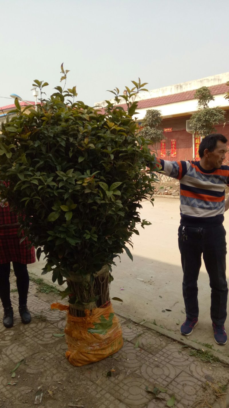 桂花苗1.5米以上径直货量大全国各地发货