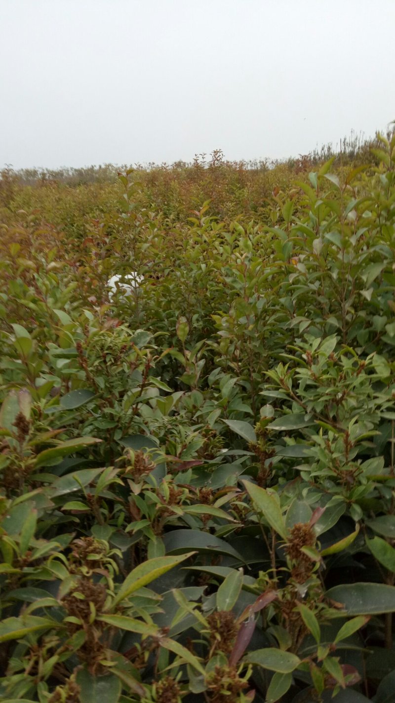 桂花苗1.5米以上径直货量大全国各地发货