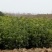 桂花苗1.5米以上径直货量大全国各地发货