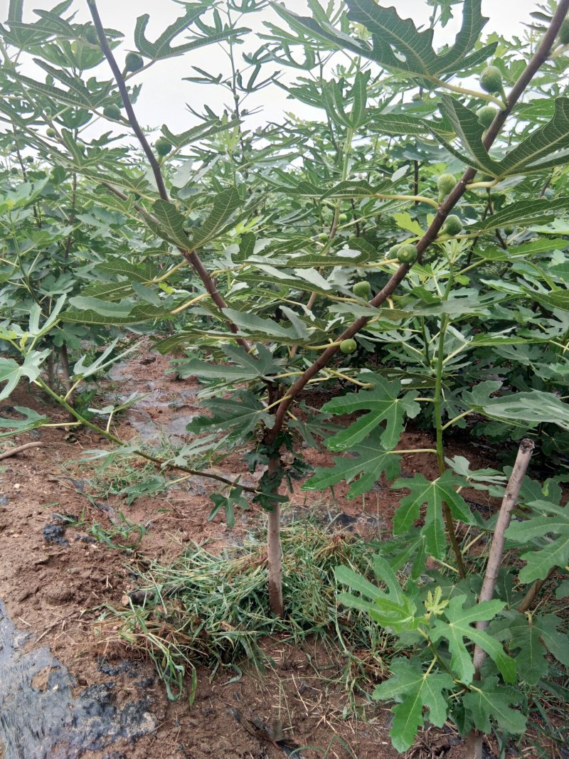 【选择壮苗】无花果苗布兰瑞克波姬红栽植密度和方法热卖