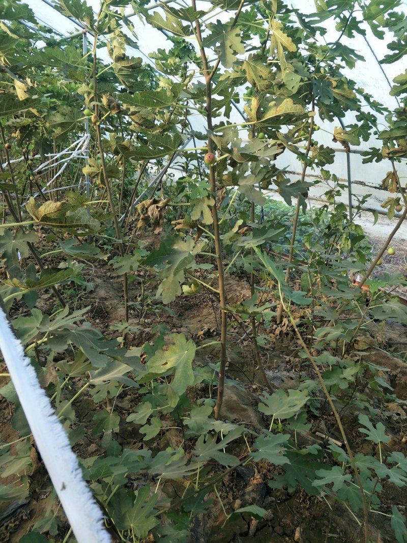 基地直销泰山1号猕猴桃树苗，红阳徐香猕猴桃苗价格
