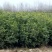 河南桂花苗高1.5--2米提供技术全国供货成活率高