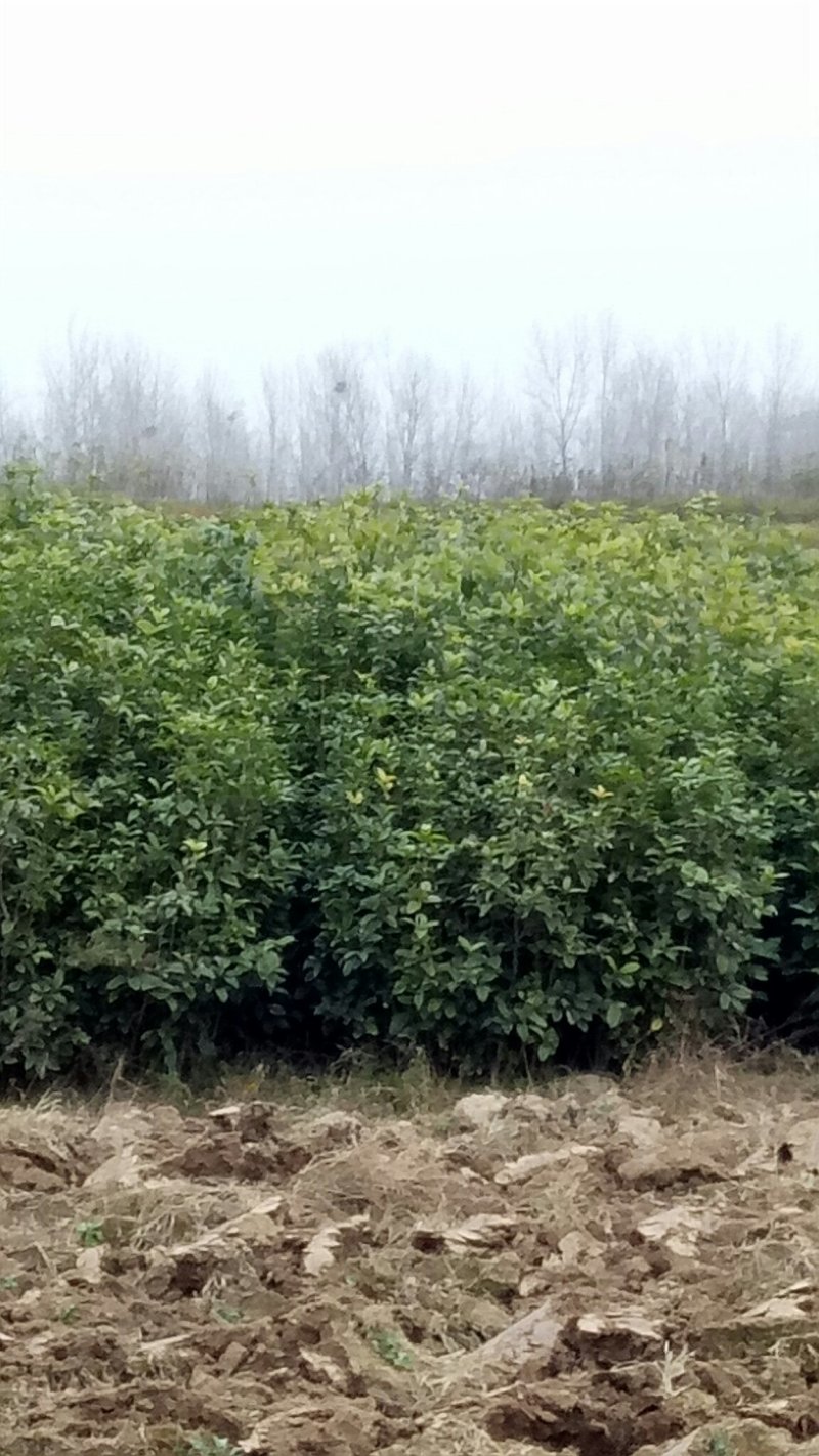 河南桂花苗高1.5--2米提供技术全国供货成活率高