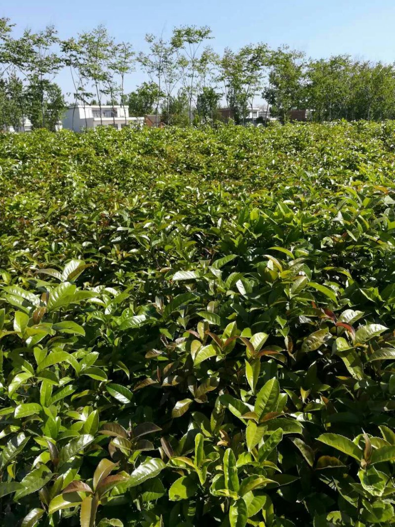 河南桂花苗高1.5--2米提供技术全国供货成活率高