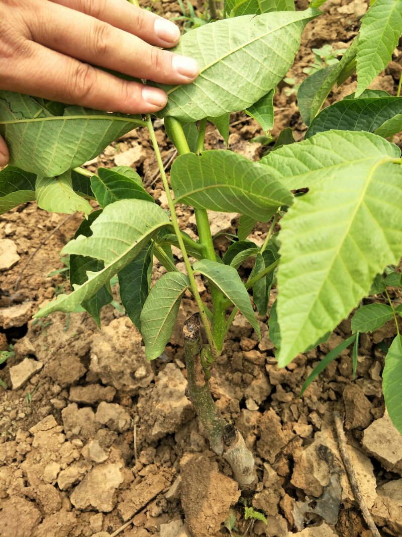 基地直销香玲薄皮核桃树苗价格8518核桃苗基地批发