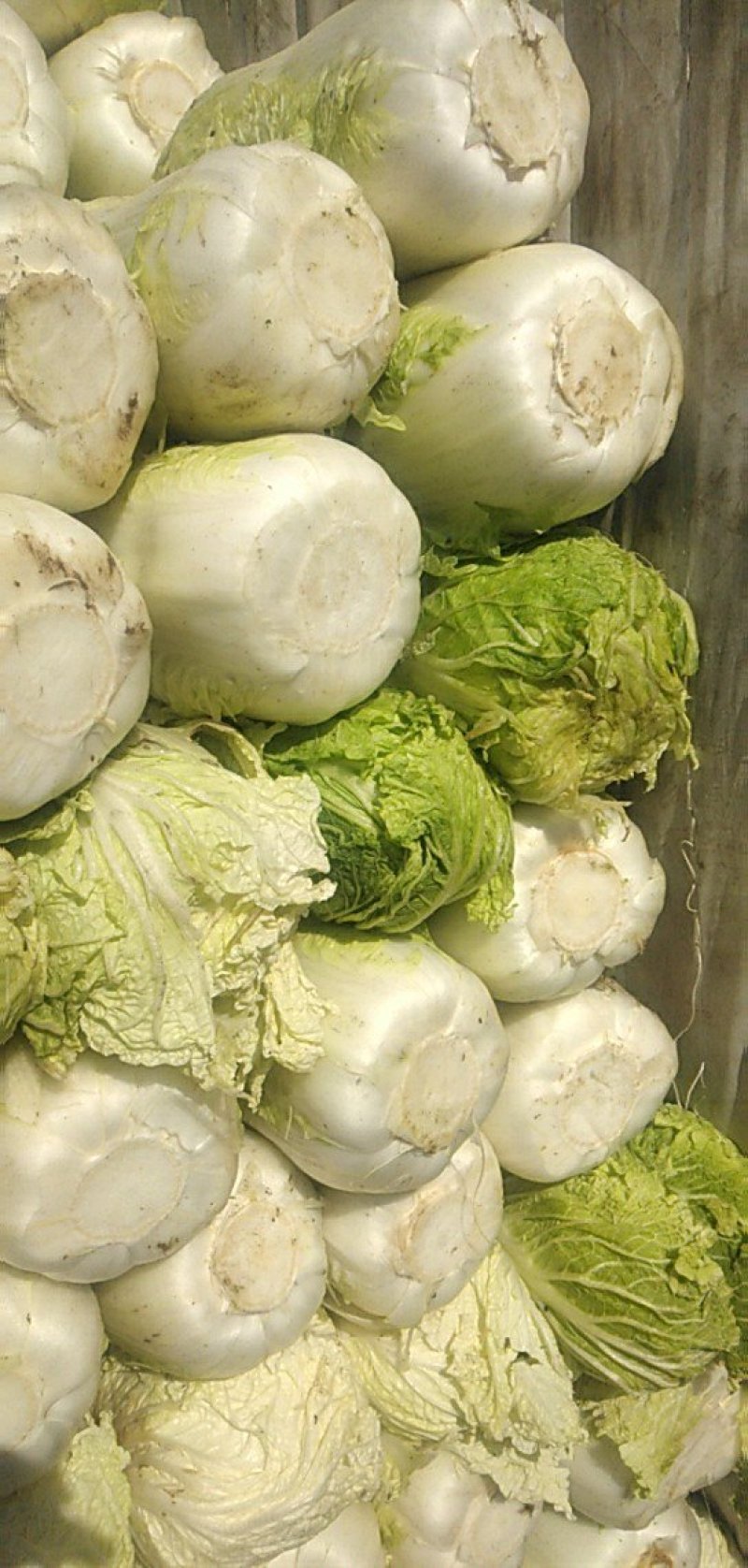 凌海冬储大白菜大量上市净菜4斤起